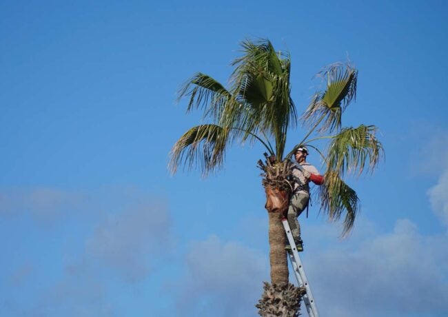 How Much Does Palm Tree Removal Cost? (2023)