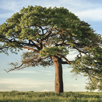 The Essential Guide to Caring for Trees in Mt. Pleasant, SC | Featured