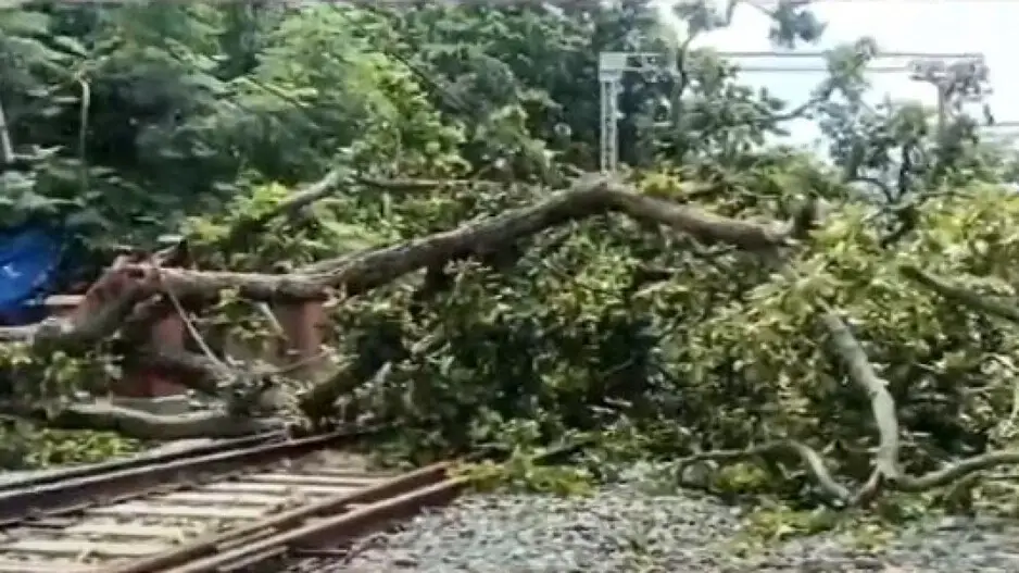 Train services hit after tree falls on railway tracks in Mayurbhanj