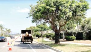 Tree update highlights Public Works